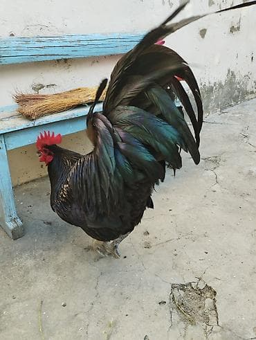 Toyuq, Australorp, Damazlıq, Ünvandan götürmə
