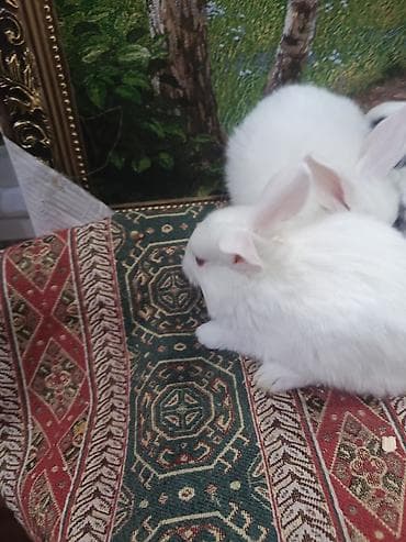 bildircin balası: Dovşan yemi 1kq 2-azn Bala Dovşanlar 5-azn Topdan Tək tək satışı 10 — 7