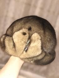 vabbage patch kələm gəlinciklər: Norka papag teze — 2