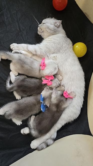 Кошки: Шиншилла, В добрые руки, Самовывоз — 3