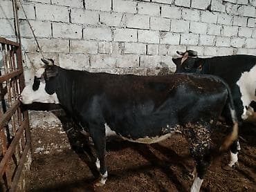 ala inek: Salam aleykum kim isdese desin — 4