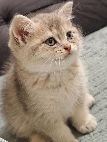 pulsuz pişik: Britan — 3