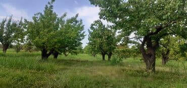 tebii alma sirkesi satisi: Məhsul: Ərik bağı – yetişmiş ərik meyvələri Təsvir: - Şəkillərdə — 9