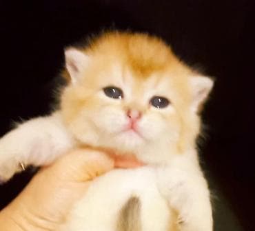 uzun qulaqlar: Britan, Dişi, Yaxşı əllərə, Ünvandan götürmə — 3