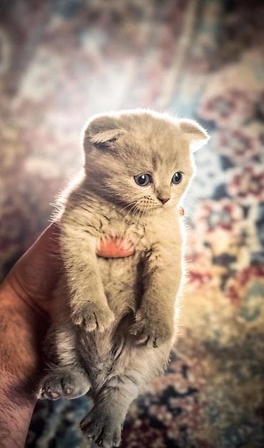 sari pisik: Scottish Fold British Shorthair bala pişiklər satılır 🐾 Anası — 2