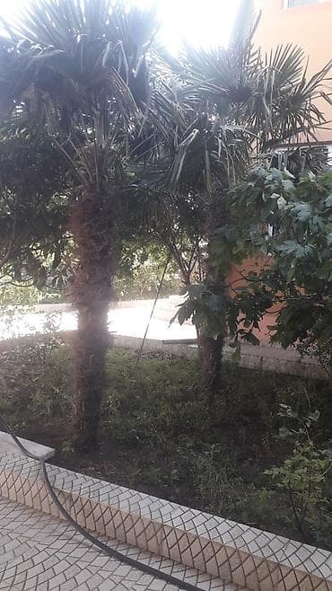 gul agac: Dekorativ palma ağacları – bağ, həyət və landşaft üçün - Növ: Fan — 1