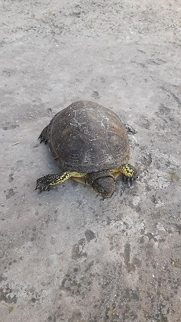 Ev tisbaxalari biri xirda olcudedi 10manata biri ise cox boyuktu yani at lalafo.az Ev tisbaxalari biri xirda olcudedi 10manata biri ise cox boyuktu yani