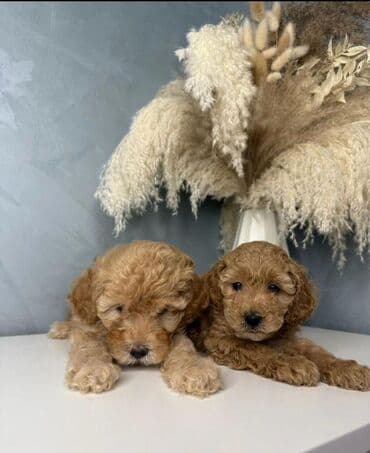сколько стоит миниатюрный пудель: Пудель — 3