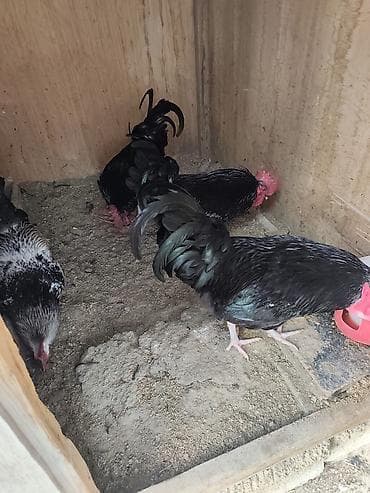 Salam cin heyvanlardi atalari avstralop analari serebrist böyük