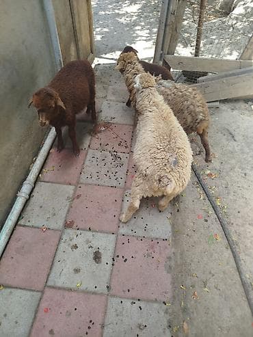 Məhsul: Qoyun balaları (quzular) – 4 baş Təsvir: - Rənglər: tünd