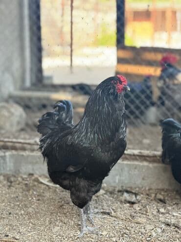 Hamıya salam! Satılır – çempion xəttindən gələn qara Ameraucana
