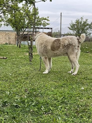 İtlər: Qurdbasar — 2