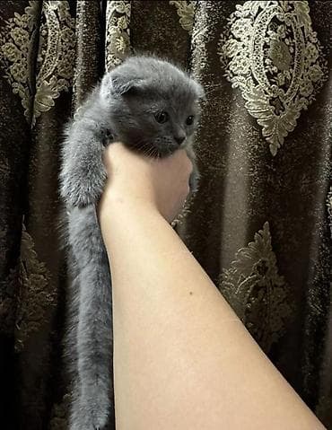 pisiy: Şirin balaca pişik balası – ağ rəngli, yumşaq tüklü, qısa və dolğun — 5