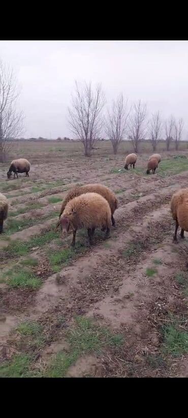 продам собаку доска объявлений sobaka: Qala qoyunlari təmiz heyvanlardi cavandilar tecili satilir pul — 5
