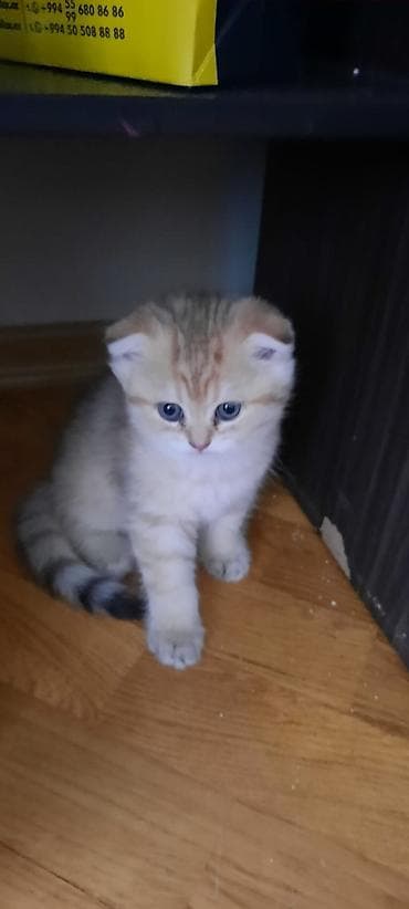 Şotland, Erkək, Yaxşı əllərə, Ünvandan götürmə, Ödənişli çatdırılma