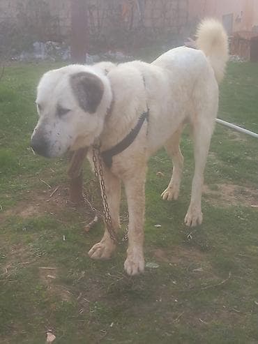 Pişiklər: Alabay — 3