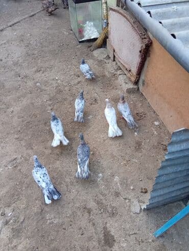 bugda qiymeti: 7 ədəd əbrəş təcili qiyməti hamısına ayitdi — 5