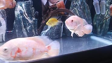 qoyun heyvan: Cixlid balığı, Yırtıcı — 2