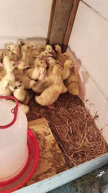 cucə gəncə: Balaca qaz cücəleri və ördək balasi - Cins: qaz (sarı-ağ lələklər — 4