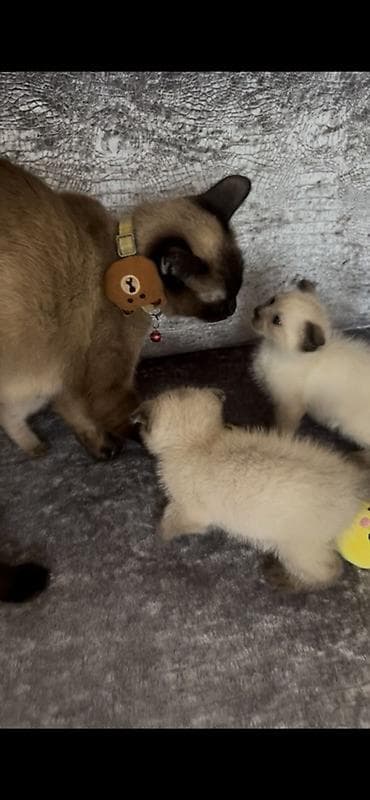 canlı yem: Siam — 2