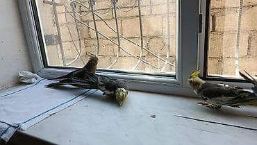 Korella balalari satilir 4-5 aykiqdilar ele oyresibler 4 ededi biri — 5