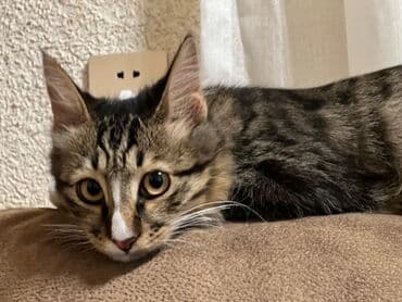 собачка в добрые руки: 🐾 Yaxşı əllərə 🐾 Tomi cəmi 5 aylıqdır. Bir ay əvvəl onu maşın — 1