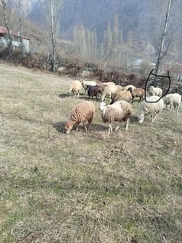 heyvan yemləri: Satılır: xırdabuynuzlu heyvan sürüsü - Növlər: qarışıq yerli — 4