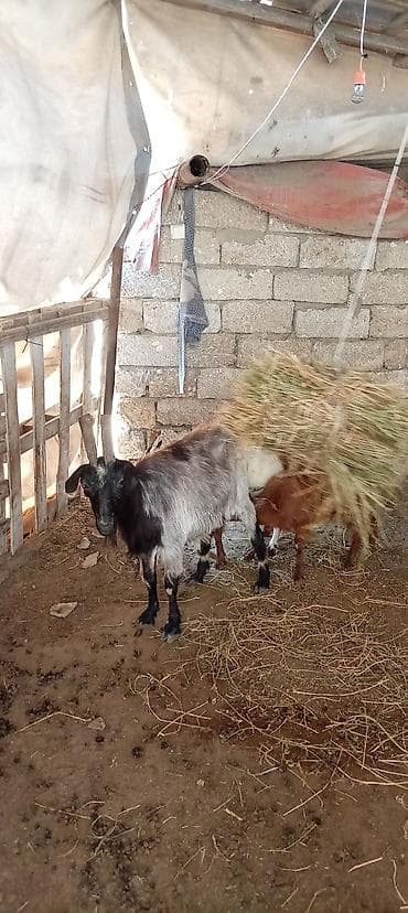 heyvan keci: Qoyun-keçi təsərrüfatı üçün 3 baş keçi Ana əkiz bala ilə erkek disi - — 8