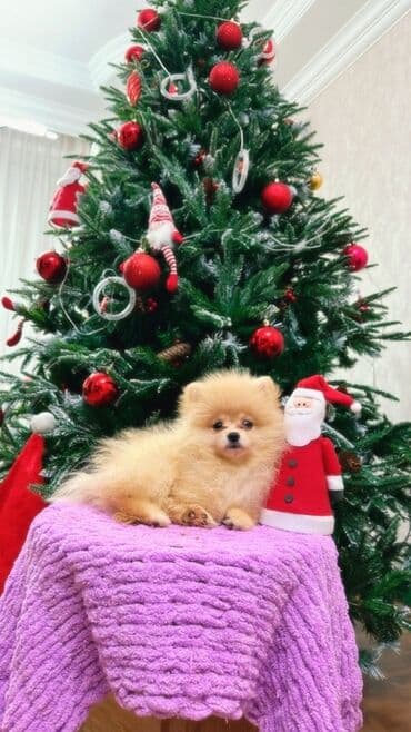 itlər balaca: Şpitz, Erkek, Peyvəndli, Ünvandan götürmə — 2