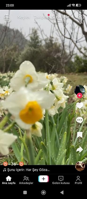 nergiz gulleri: Məhsul: Nərgiz (Narcissus) kəsmə güllər Təsvir: - Ağ ləçəklər və — 3