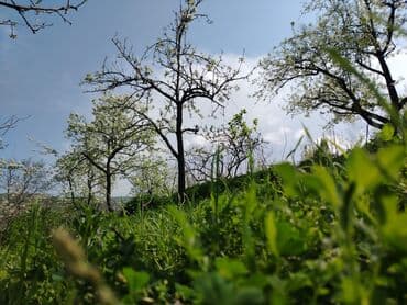 mehtabatda torpaq satilir: 2 sot, Tikinti, Mülkiyyətçi, Kupça (Çıxarış) — 1