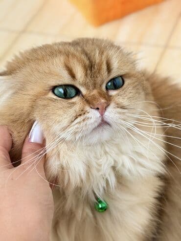 Britan, Erkək, Cütləşmə üçün