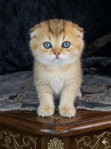 Şotland yastı qulaq