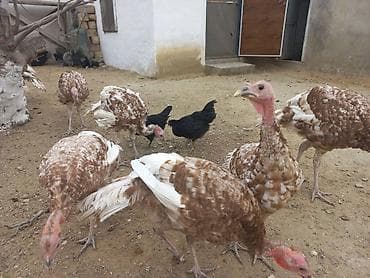 Птицы: Bronz rəngli hinduşkalar – təsərrüfat üçün sağlam, iri cüssəli quşlar — 3