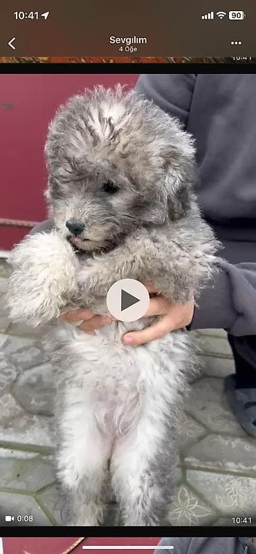 smental dana: 3 ay, Peyvəndli — 4