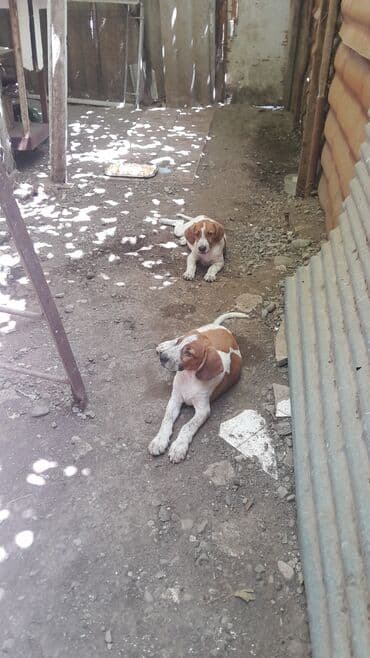 собаки в хорошие руки: 4 ay — 6