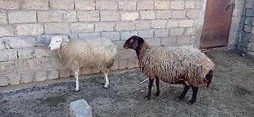 Hinduşkalar: Salam süper kök qoyunlar kəsgilikdi damazlıq deyil — 6