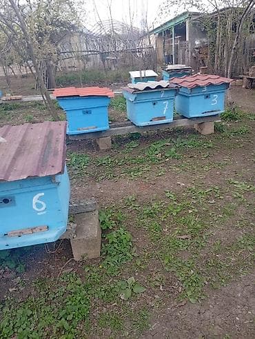 Arı ailəsi və komplekt pətəklər satılır Bakfast və yerli Qafqaz sortu lalafo.az -da Arı ailəsi və komplekt pətəklər satılır Bakfast və yerli Qafqaz sortu