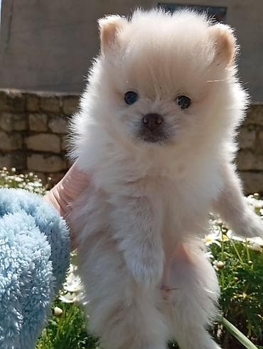 pomeranian dişi: Şpitz, 2 ay, Dişi, Ünvandan götürmə — 1