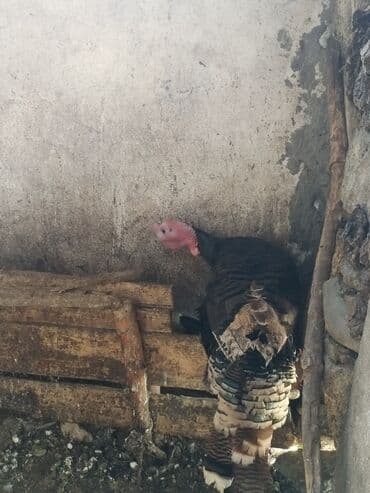 Heyvanlar üçün mallar: Məhsul: Hind quşları (fərqli rənglərdə) Təsvir: - Şəkillərdə — 4