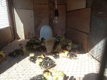 xacmaz heyvan bazari: Ördək balaları satılır:Lal ördək 3 günlük 4 m,15 günlük 5 m,Macar — 2