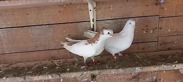 göyərçin: Satılır: dekorativ və uçuş üçün saxlanan göyərçinlər toplusu — 1