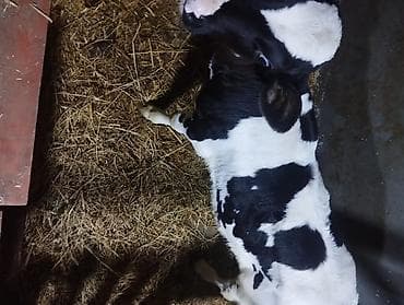 Pişiklər: Holşteyn cinsinə aid qara-ağ ləkəli buzov. salam disi buzovdu koosdin — 3