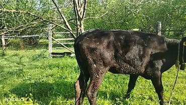 qara mal: Satılır: qiyməti 2300 azn deyilir reyal alıcıya endirim olacaq ələqə — 7