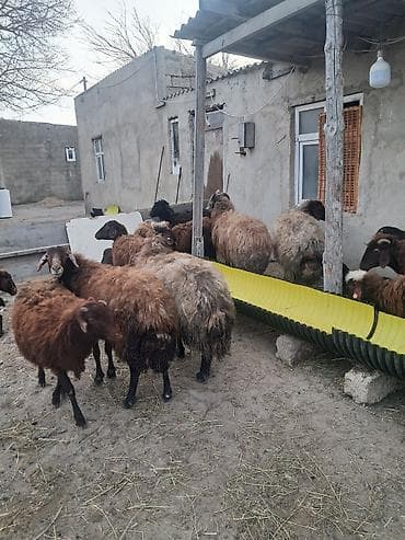 hamster satis: 7 eded yani balali morkaraman qoyunlari satilir — 7