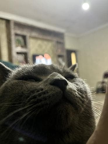 Digər heyvanlar: Britan — 2