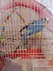 купить клетки для попугаев: Tutuquşları — 3