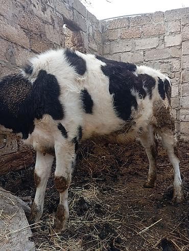 qumru quşu rusca: 8 aylığ cins dana satılır unvan bine savxoz anası 25 l sud verir — 6