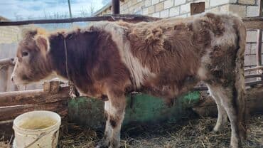 Dana, buzov, Erkək, Simental, ay: 6, Ətlik