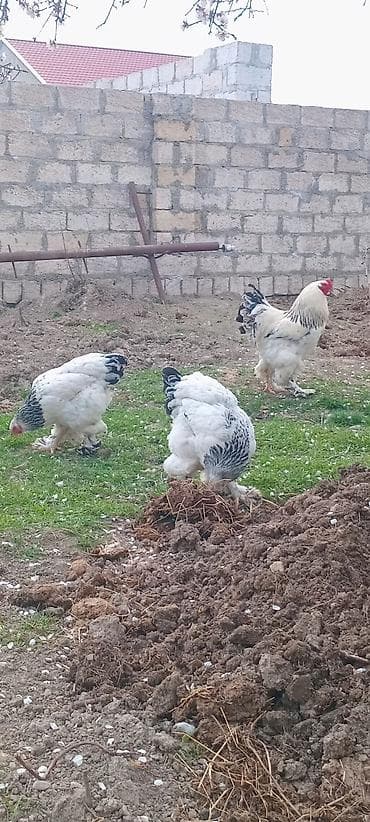 Quşlar: Təmiz qan Light Bramaların yumurtaların satışı mövcuddur. Maraqlı olan — 2